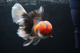 Thai Oranda  Tricolor 6 Inch (ID#418T2c-115) Free2Day SHIPPING