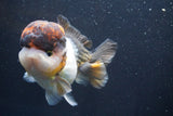 Short Body Thai Oranda  Tricolor 4 Inch (ID#917To14a-88) Free2Day SHIPPING