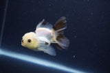 Baby Thai Oranda  Panda 3 Inch (ID#1115ToPTA-36) Free2Day SHIPPING