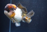 Short Body Thai Oranda  Tricolor 4 Inch (ID#917To14a-88) Free2Day SHIPPING