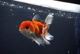 Juvenile Thai Oranda  Tricolor 3.5 Inch (ID#1029To13b-82) Free2Day SHIPPING