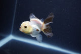 Baby Thai Oranda  Panda 3 Inch (ID#1115ToPTA-36) Free2Day SHIPPING