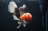 Thai Oranda  Tricolor 6 Inch (ID#418T2c-115) Free2Day SHIPPING