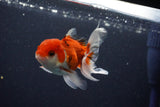 Juvenile Thai Oranda  Tricolor 3.5 Inch (ID#1029To13b-82) Free2Day SHIPPING