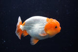 Juvenile Lionchu  Red White 4 Inch (ID#0110R11a-10) Free2Day SHIPPING