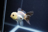 Baby Thai Oranda  Panda 3 Inch (ID#1115ToPTA-36) Free2Day SHIPPING