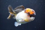 Short Body Thai Oranda  Tricolor 4 Inch (ID#917To14a-88) Free2Day SHIPPING