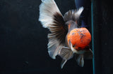 Thai Oranda  Tricolor 6 Inch (ID#418T2c-115) Free2Day SHIPPING
