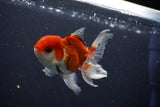 Juvenile Thai Oranda  Tricolor 3.5 Inch (ID#1029To13b-82) Free2Day SHIPPING