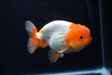 Juvenile Lionchu  Red White 4 Inch (ID#0110R11a-10) Free2Day SHIPPING