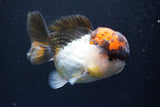 Short Body Thai Oranda  Tricolor 4 Inch (ID#917To14a-88) Free2Day SHIPPING