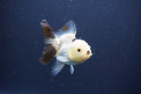 Baby Thai Oranda  Panda 3 Inch (ID#1115ToPTA-36) Free2Day SHIPPING