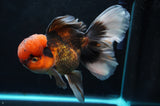 Thai Oranda  Tricolor 6 Inch (ID#418T2c-115) Free2Day SHIPPING