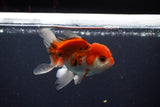 Juvenile Thai Oranda  Tricolor 3.5 Inch (ID#1029To13b-82) Free2Day SHIPPING