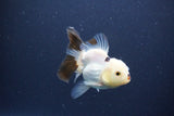 Baby Thai Oranda  Panda 3 Inch (ID#1115ToPTA-36) Free2Day SHIPPING