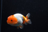 Juvenile Lionchu  Red White 4 Inch (ID#0110R11a-10) Free2Day SHIPPING