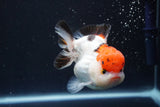 Short Body Thai Oranda  Tricolor 4 Inch (ID#913To14a-88) Free2Day SHIPPING