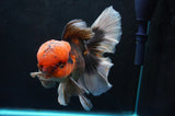 Thai Oranda  Tricolor 6 Inch (ID#418T2c-115) Free2Day SHIPPING
