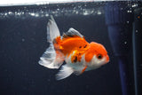 Juvenile Thai Oranda  Tricolor 3.5 Inch (ID#1029To13b-82) Free2Day SHIPPING