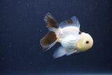 Baby Thai Oranda  Panda 3 Inch (ID#1115ToPTA-36) Free2Day SHIPPING