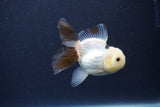 Baby Thai Oranda  Panda 3 Inch (ID#1115ToPTA-36) Free2Day SHIPPING