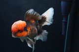 Thai Oranda  Tricolor 6 Inch (ID#418T2c-115) Free2Day SHIPPING
