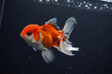 Juvenile Thai Oranda  Tricolor 3.5 Inch (ID#1029To13b-82) Free2Day SHIPPING