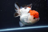 Short Body Thai Oranda  Tricolor 4 Inch (ID#913To14a-88) Free2Day SHIPPING