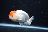 Juvenile Lionchu  Red White 3.5 Inch (ID#0110R11a-11) Free2Day SHIPPING