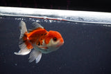 Juvenile Thai Oranda  Tricolor 3.5 Inch (ID#1029To13b-82) Free2Day SHIPPING