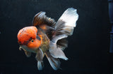 Thai Oranda  Tricolor 6 Inch (ID#418T2c-115) Free2Day SHIPPING