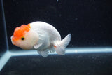 Juvenile Lionchu  Red White 3.5 Inch (ID#0110R11a-11) Free2Day SHIPPING