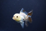 Baby Thai Oranda  Panda 3 Inch (ID#1115ToPTA-36) Free2Day SHIPPING