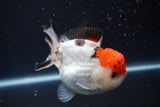 Short Body Thai Oranda  Tricolor 4 Inch (ID#913To14a-88) Free2Day SHIPPING