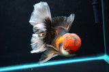 Thai Oranda  Tricolor 6 Inch (ID#418T2c-115) Free2Day SHIPPING
