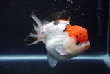 Short Body Thai Oranda  Tricolor 4 Inch (ID#913To14a-88) Free2Day SHIPPING