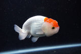 Juvenile Lionchu  Red White 3.5 Inch (ID#0110R11a-11) Free2Day SHIPPING