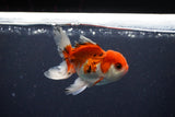 Juvenile Thai Oranda  Tricolor 3.5 Inch (ID#1029To13b-82) Free2Day SHIPPING