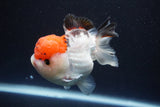 Short Body Thai Oranda  Tricolor 4 Inch (ID#913To14a-88) Free2Day SHIPPING