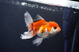 Juvenile Thai Oranda  Tricolor 3.5 Inch (ID#1029To13b-82) Free2Day SHIPPING