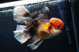 Thai Oranda  Tricolor 6 Inch (ID#418T2c-115) Free2Day SHIPPING