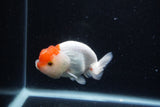 Juvenile Lionchu  Red White 3.5 Inch (ID#0110R11a-11) Free2Day SHIPPING