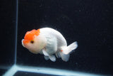 Juvenile Lionchu  Red White 3.5 Inch (ID#0110R11a-11) Free2Day SHIPPING