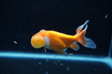 Bubble Eye  Red White 3.5 Inch (ID#318Be12c-82) Free2Day SHIPPING