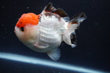 Short Body Thai Oranda  Tricolor 4 Inch (ID#913To14a-88) Free2Day SHIPPING