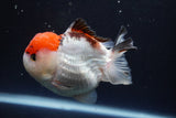 Short Body Thai Oranda  Tricolor 4 Inch (ID#913To14a-88) Free2Day SHIPPING