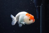 Juvenile Lionchu  Red White 3.5 Inch (ID#0110R11a-11) Free2Day SHIPPING