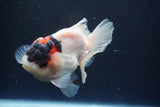 Short Body Thai Oranda  Tricolor 4 Inch (ID#913To14a-89) Free2Day SHIPPING