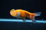 Bubble Eye  Red White 3.5 Inch (ID#318Be12c-82) Free2Day SHIPPING