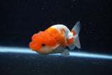 Juvenile Lionchu  Red White 3.5 Inch (ID#0110R11a-12) Free2Day SHIPPING